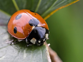 A beautiful lady bug on a leaf