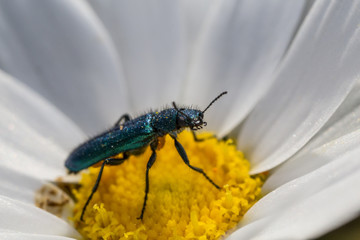 Tiny blu metallic bug on a flower
