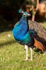 Fototapeta premium Beautiful colorful peacock