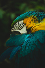 Portrait of blue-and-yellow macaw (Ara ararauna)