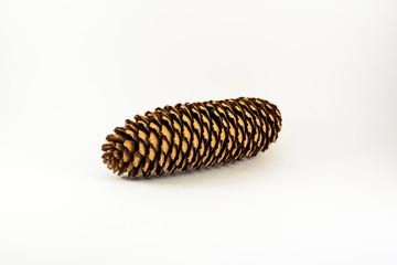 Tree cone isolated on white background