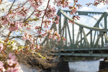 Berlin Potsdam im Frühling Glienicker Brücke