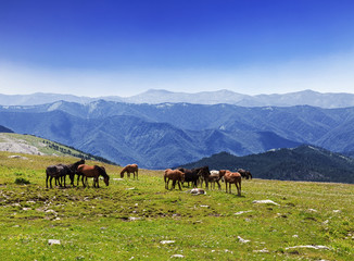 Fototapeta na wymiar A herd of horses grazing in the Altai mountains, Russia