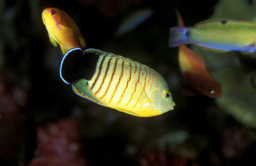 Eibl angel fish , Centropyge eibli , Surin Islands Thailand