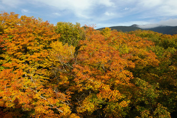 Fall Foliage Lafayette Brook Mt Lafayette Franconia Notch White Mountain National Forest New Hamshire USA