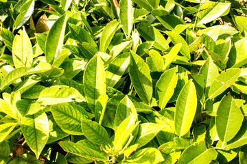 Фон, текстура, ткань, поверхность