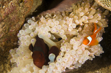 Spine-cheek anemonefishes, Premnas bieculatus,  Raja Ampat Indonesia