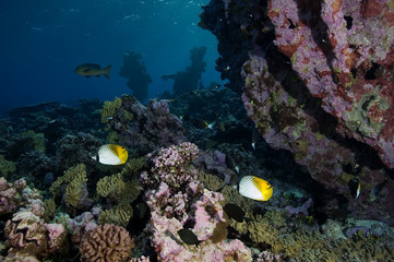 Reef scenics, inner lagoon, Kingman Reef.