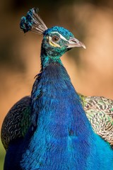 Obraz premium Beautiful colorful peacock