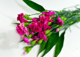 Spray Carnation Flower