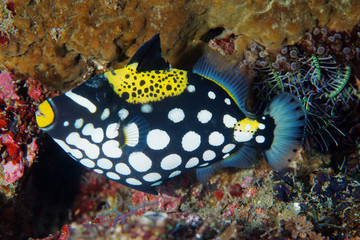 Juvenile clown triggerfishes, Blistoides conspicillum, Raja Ampat Indonesia