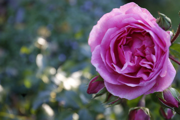 Salmon Rose