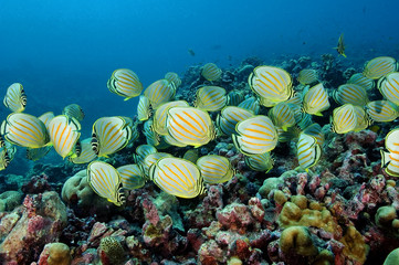 School of Ornate butterflyfishes, Chaetodon ornatissimus. Kritimati Island, Kribati.