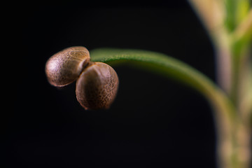 Cannabis sprout (dark angel marijuana strain) with a seed shell attached to a leaf