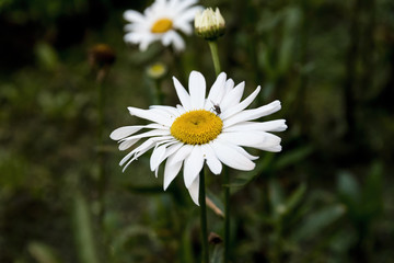 Fototapeta premium Bee on Oxeye Daisy, Leucanthemum Vulgare in Addis Ababa, Ethiopia