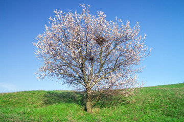 Fototapeta na wymiar Tree on green field and blue sky
