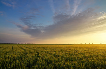 Plakat Field during sunset. Agricultural landscape