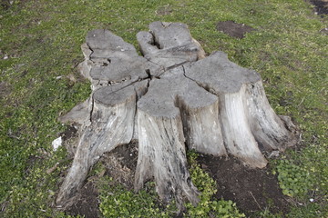 Fototapeta na wymiar old stump of a tree acacia