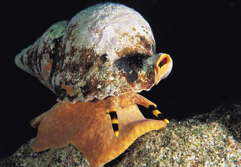 Mediterranean triton, Charonia lampas, Kalkan Turkey.