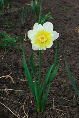 Jonquil