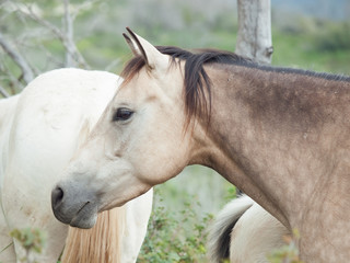  Half-wild horses. liberty, Israel