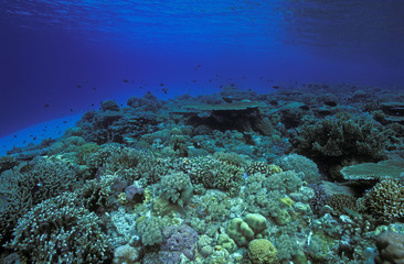 Naklejka na ściany i meble Reef scenic Apo Island Philippines.