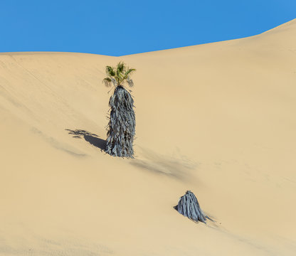 The Dune 7 in Sossusvlei plato of Namib Naukluft National Park - Namibia, South-West Africa