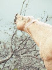 portrait of sniffeling palomino stallion. Half-wild horse. liberty, Israel