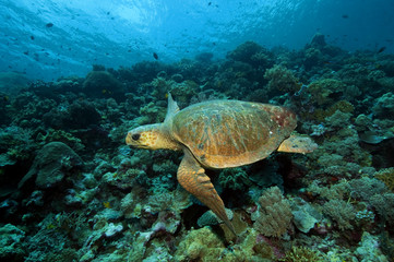 Naklejka na ściany i meble Loggerhead turtle, Caretta caretta, Sulawesi Indonesia