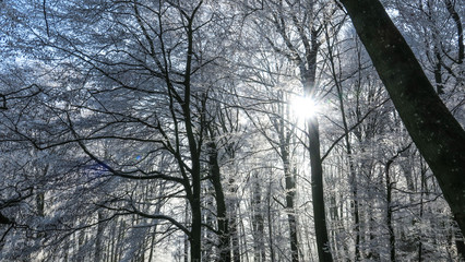 Spaziergang im Winterwald bei Sonnenschein
