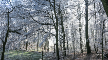Spaziergang im Winterwald bei Sonnenschein