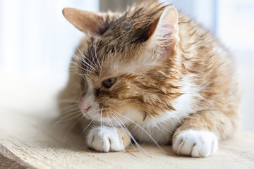 Beautiful red cat lying on a wooden board 
