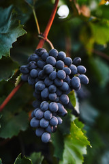 Purple grape bunch hanging on the branch 