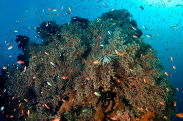 Plakat Anthiases swimming around soft corals in Liberty Wreck, Bali Indonesia.