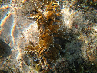 caralli, pesci del red sea © paolo