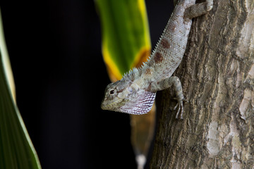 lizard