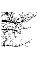 Silhouette of tree branches vector