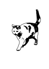 Silhouette cat vector