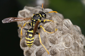 A wasp in its neast