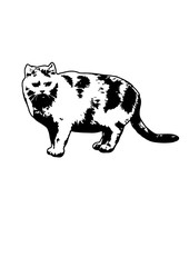 Silhouette cat vector