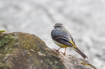Grey wagtail sitting on large rocks on the riverbank