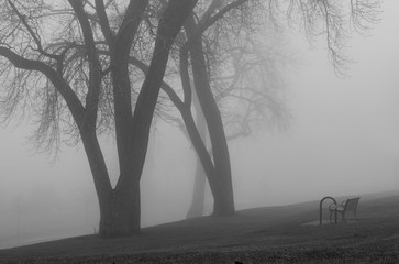 A foggy day in the park trees