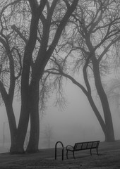 A Foggy Day Trees in Park