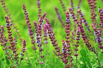 Brightly colored lavender on green meadow