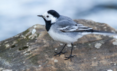 White wagtail sitting on river rocks