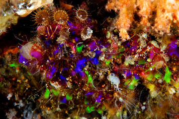 Obraz premium Cluster of fleurescent color ascidian Alor Indonesia