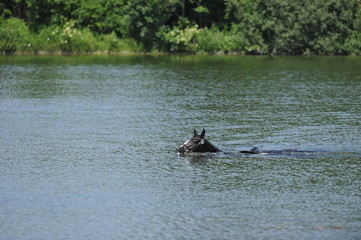 Schwimmendes Pferd