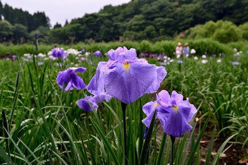 神楽女湖とハナショウブ