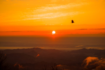 Sunrise with a bird