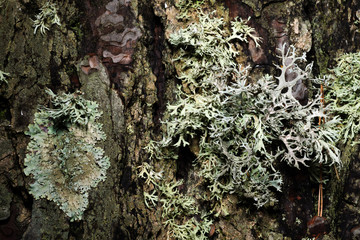 Lichens on a pine tree Gokova Turkey
